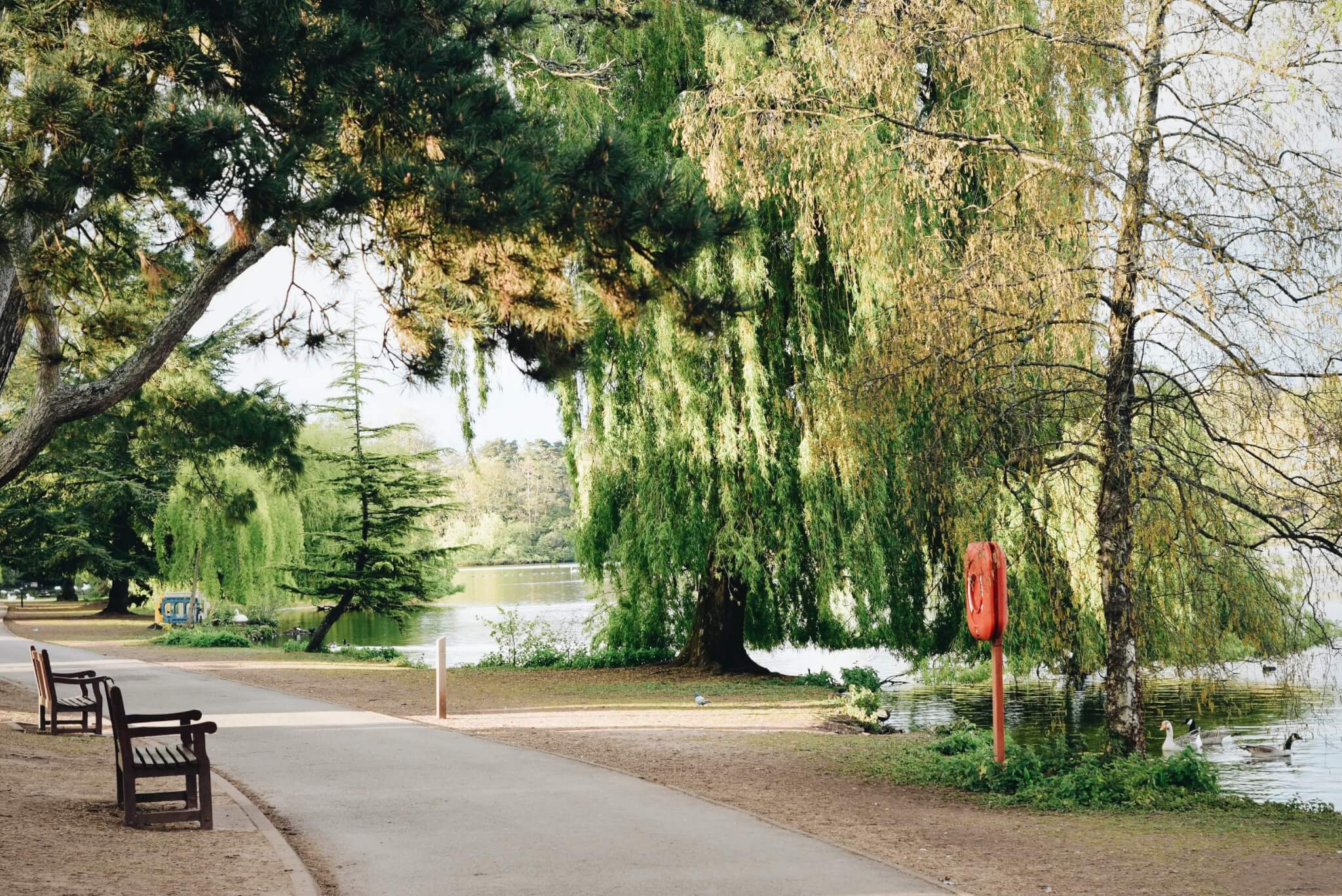 A serene park scene with a path, benches, and lush green trees by a calm lake on a sunny day. - Home Instead