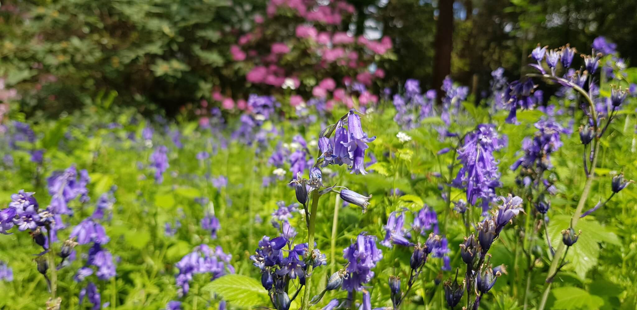 Close-up of a meadow with vibrant bluebell flowers in the foreground and pink blossoms in the background. - Home Instead
