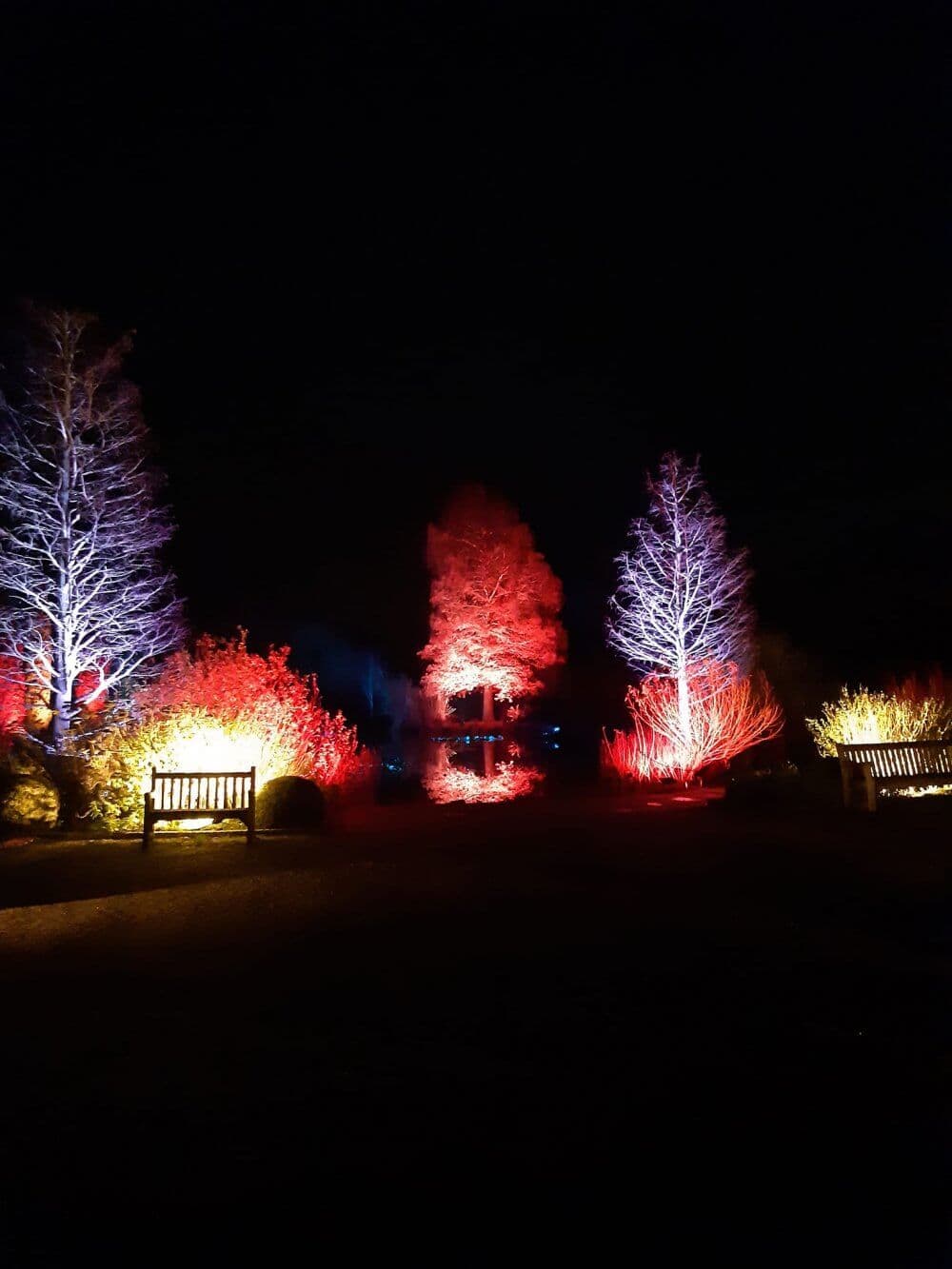 Trees illuminated with colorful lights at night, flanked by benches, create a vibrant outdoor scene. - Home Instead