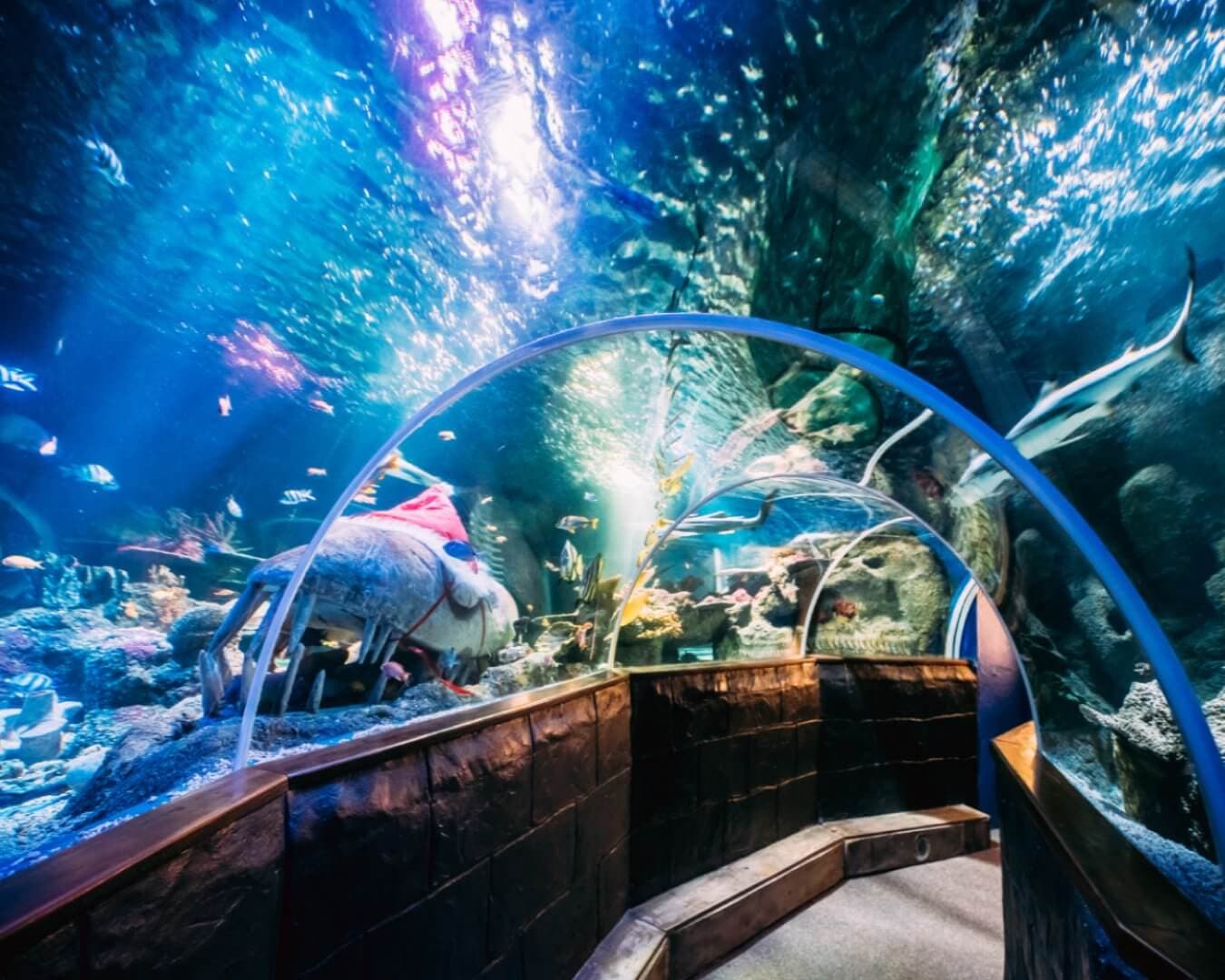 Underwater tunnel in an aquarium with fish swimming overhead and colourful marine life on display around the pathway. - Home Instead Bournemouth & Christchurch
