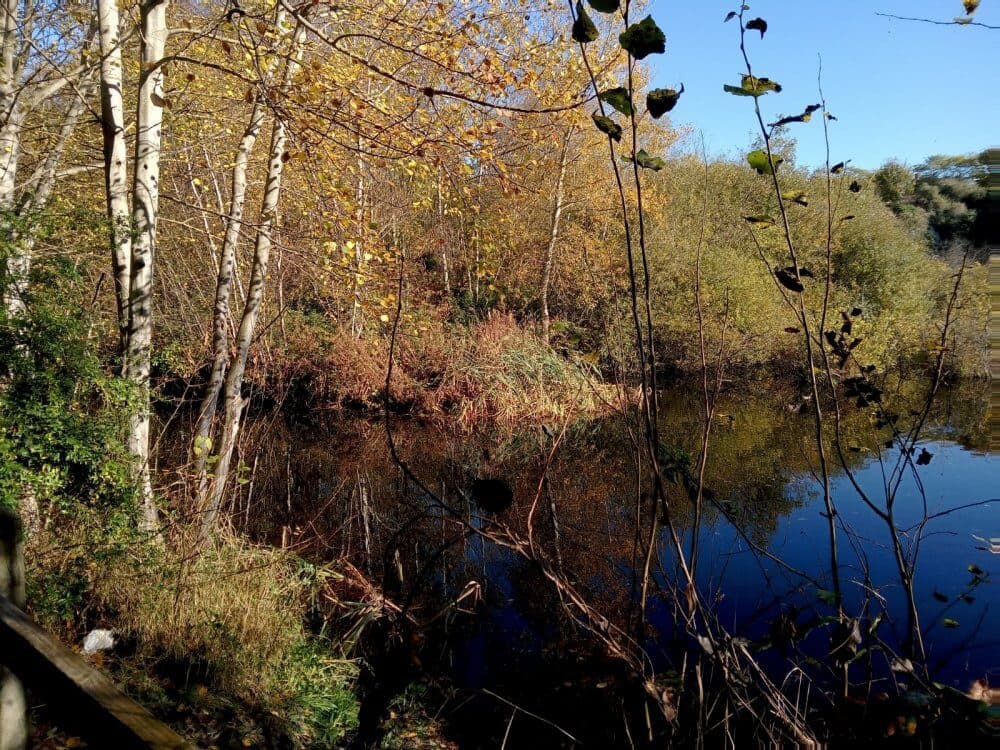 A serene pond surrounded by autumn trees with yellow leaves under a clear blue sky. - Home Instead