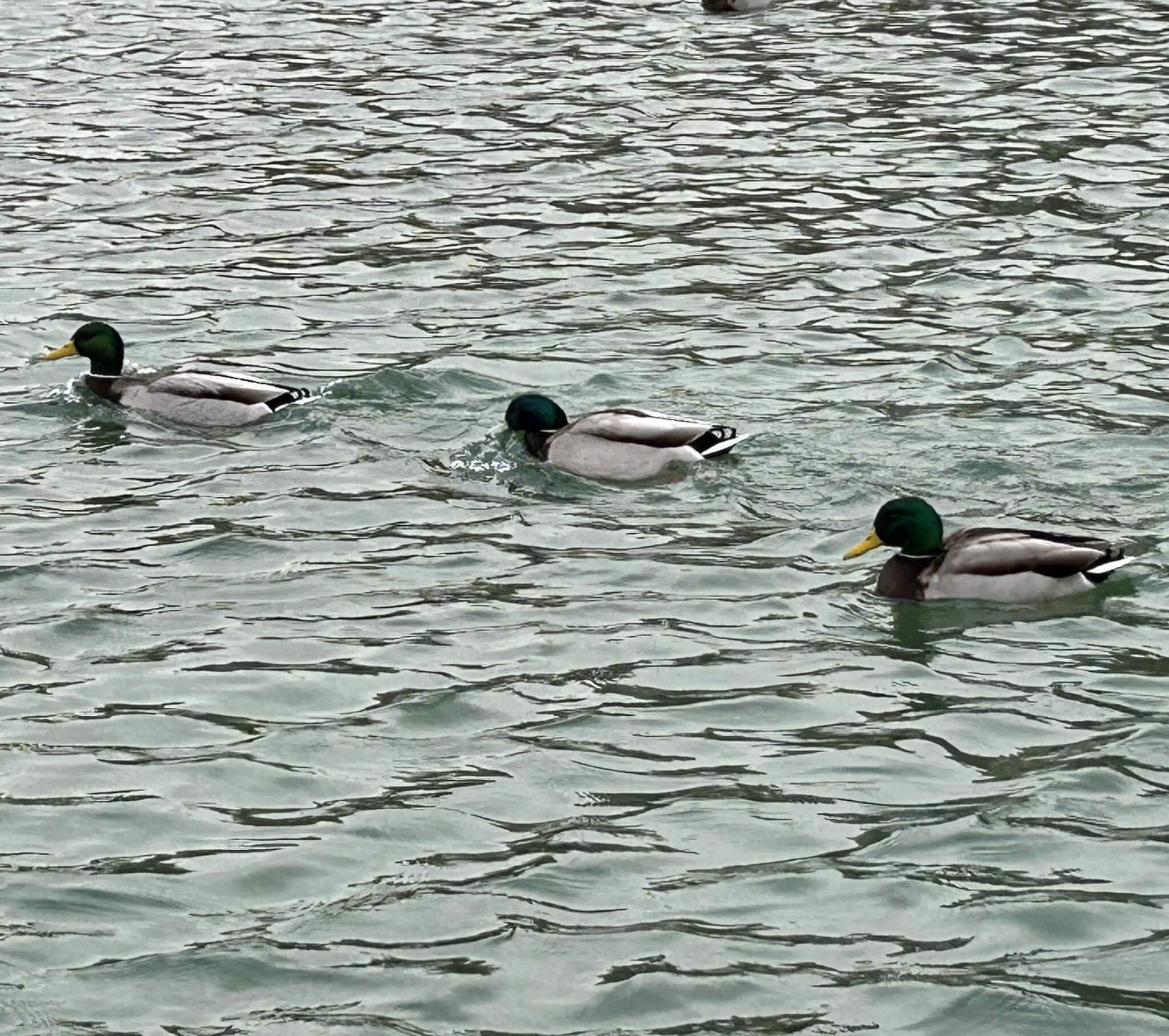 Home Instead Basingstoke picture of three ducks with green heads and yellow beaks swim in a line on rippling water