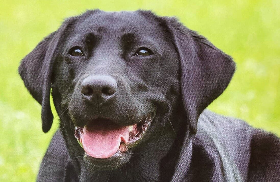 A black Labrador dog with its mouth open, looking happy against a green grass background. - Home Instead
