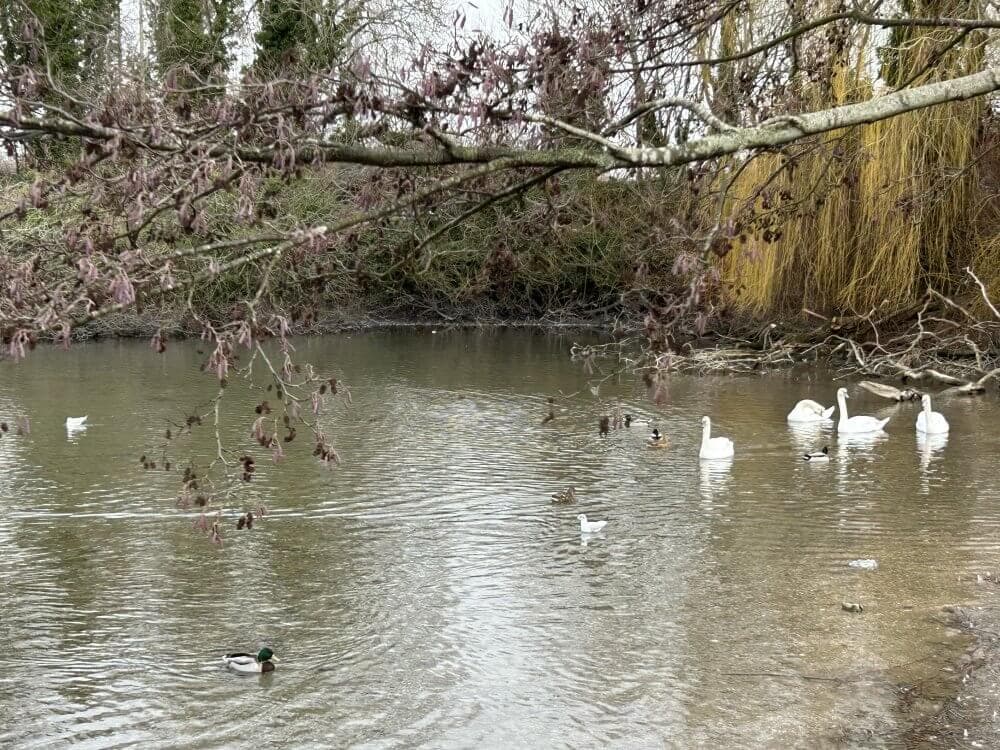Home Instead Basingstoke picture of Black Dam Ponds, showing a serene pond with ducks, swans, and seagulls swimming, framed by tree branches and autumn foliage in the background.
