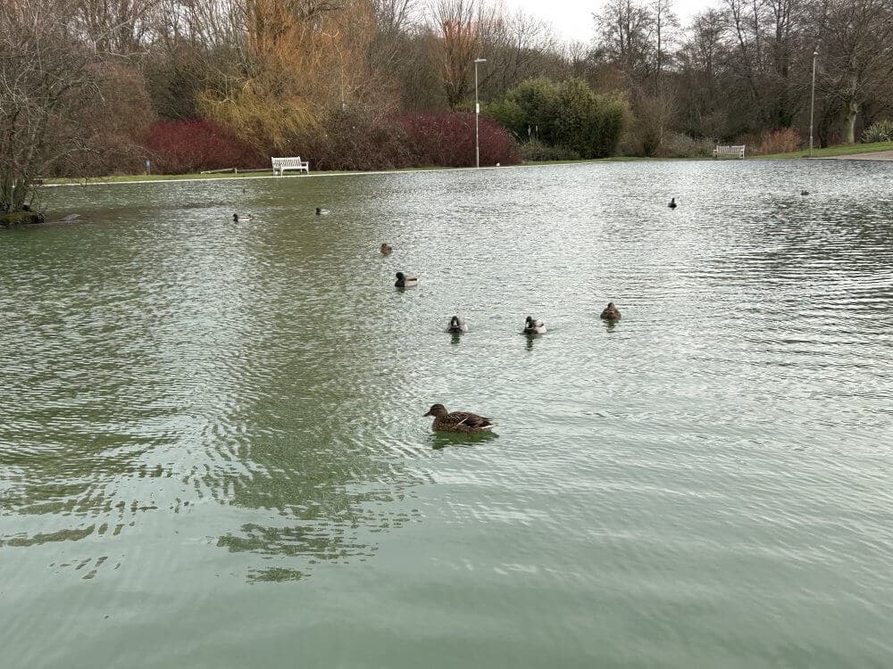 Home Instead Basingstoke picture of Eastrop Park, showing ducks swimming in a calm lake surrounded by trees and park benches on a cloudy day.