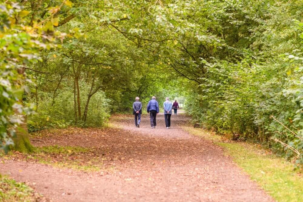 Four people walking on a forest trail surrounded by lush green trees and foliage. - Home Instead