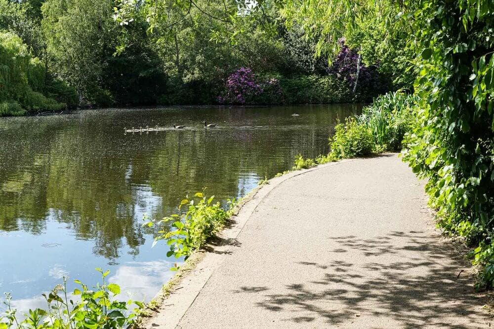 A serene pond with ducks, surrounded by lush greenery and a pathway on the right. - Home Instead