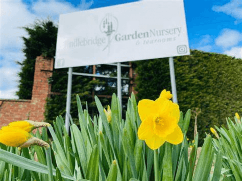 Close-up of yellow daffodils with a blurred garden nursery sign in the background on a sunny day. - Home Instead