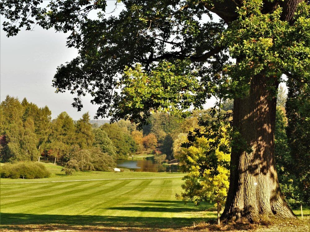 A large tree overlooks a manicured green lawn with a lake and forest in the background. - Home Instead