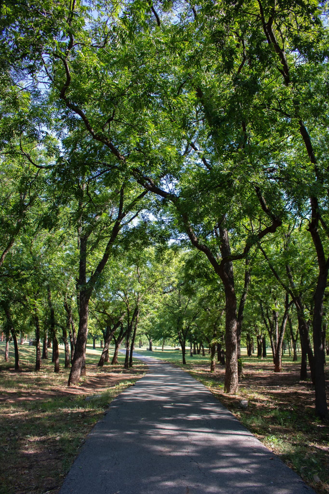 A paved path lined with tall, leafy trees stretches into the distance under a clear blue sky. - Home Instead