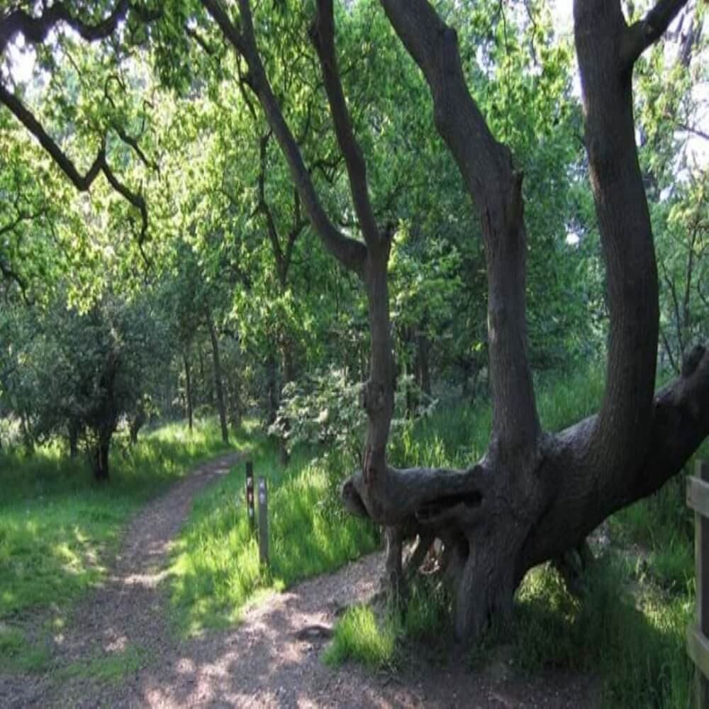 A dirt path curves through a green forest, with sunlight filtering through the trees and a wooden signpost on the left. - Home Instead
