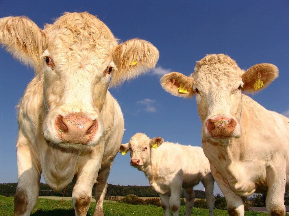 Three cows with yellow ear tags stand in a grassy field under a clear blue sky, looking directly at the camera. - Home Instead