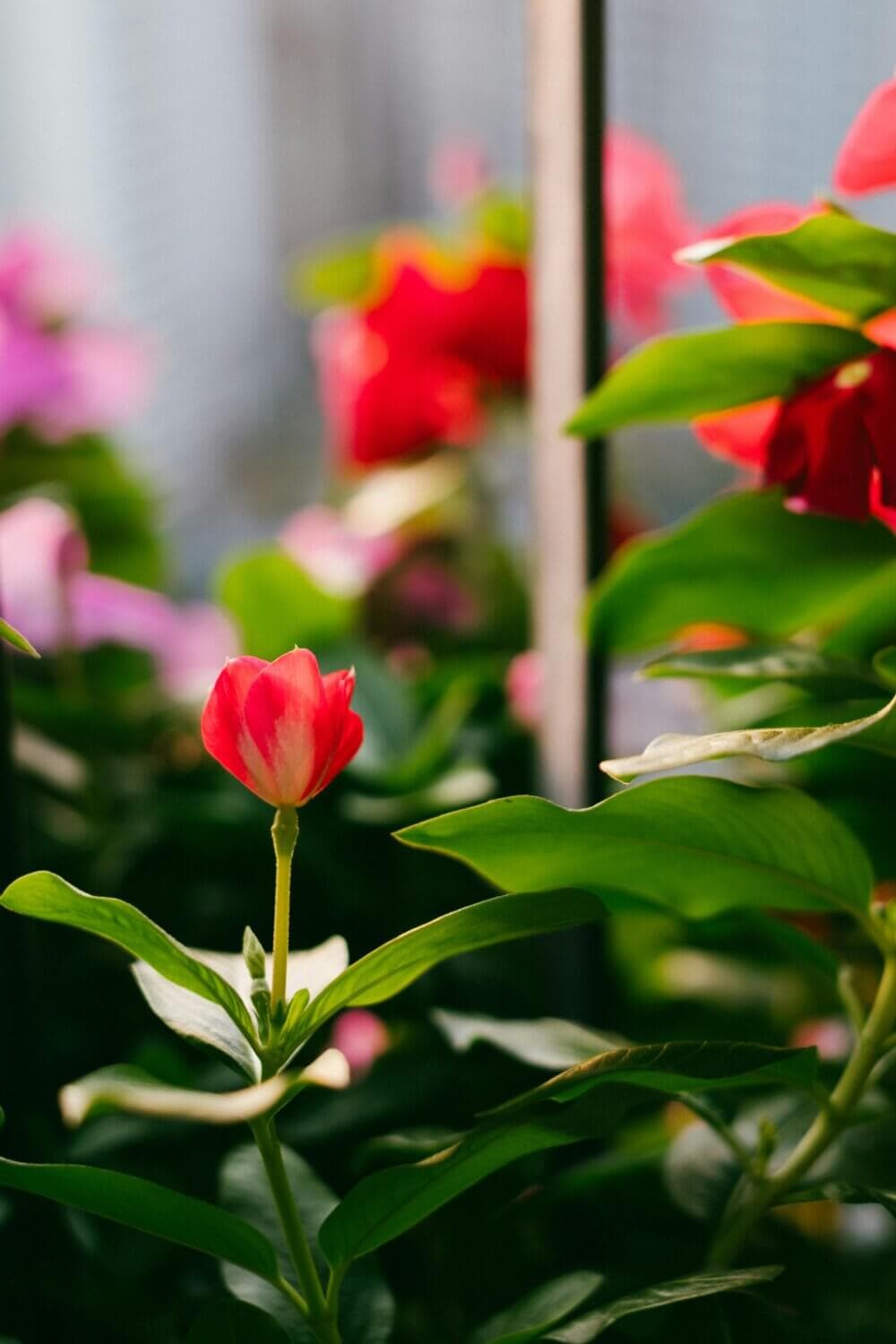 Close-up of a vibrant red flower among green leaves, with a blurred background of more flowers and foliage. - Home Instead