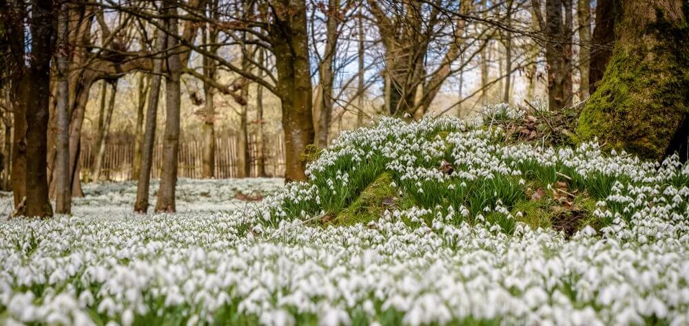 A forest scene with a lush carpet of white snowdrops covering the ground, surrounded by tall, bare trees. - Home Instead
