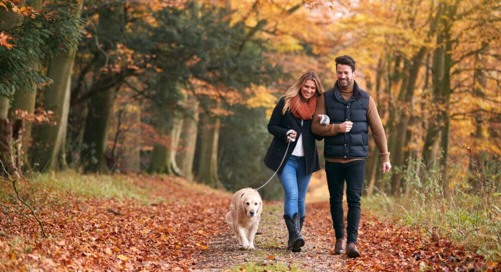 Couple walks a golden retriever on a forest path surrounded by autumn leaves. - Home Instead
