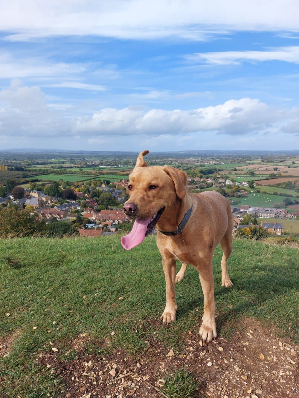 Happy brown dog with tongue out stands on a grassy hilltop, overlooking a town and fields on a sunny day. - Home Instead