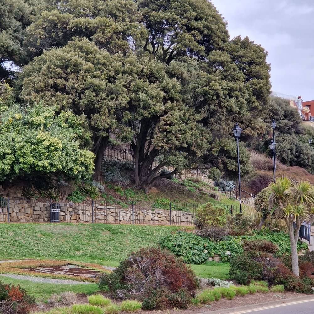 A stone retaining wall supports a hillside with large trees, shrubs, a lamp post, and greenery in a landscaped area. - Home Instead