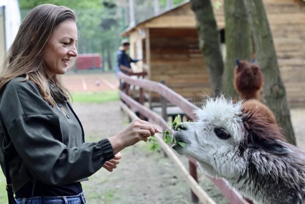 Woman smiling while feeding a leafy branch to a fluffy alpaca near a wooden fence in an outdoor area. - Home Instead