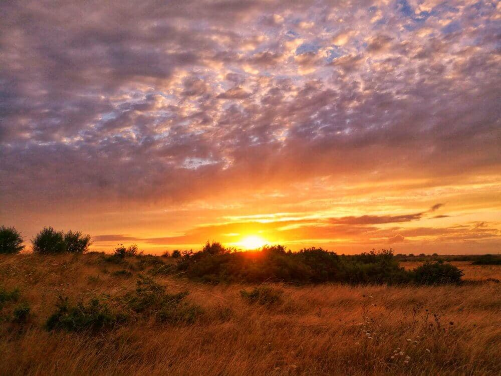 Golden sunset over a grassy field with scattered bushes and trees, under a partly cloudy sky. - Home Instead