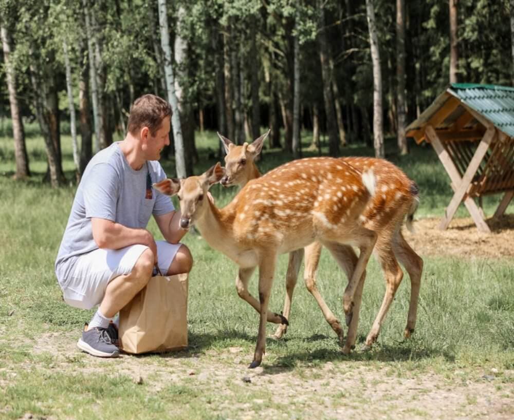 A man in a light blue shirt and white shorts feeds two deer in a forested area. - Home Instead