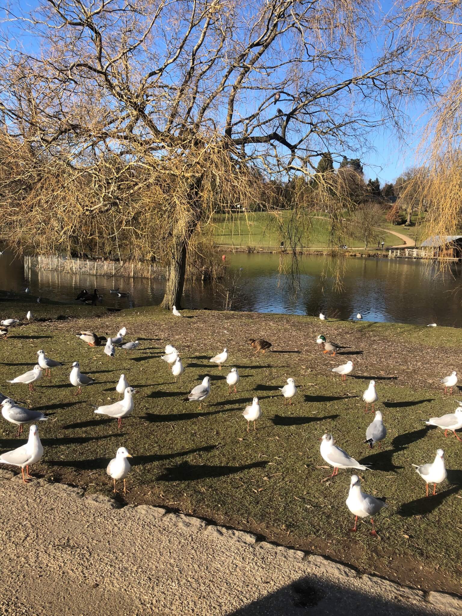 A group of birds, including seagulls, standing on grassy ground near a pond, with a leafless tree and park in the background. - Home Instead