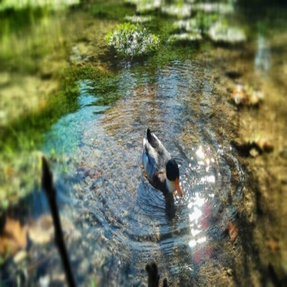 A duck swims in a clear, shallow pond with rippling water and green foliage in the background on a sunny day. - Home Instead