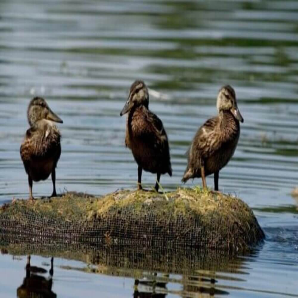 Three ducks stand on a small, grassy island in the middle of a calm body of water. - Home Instead