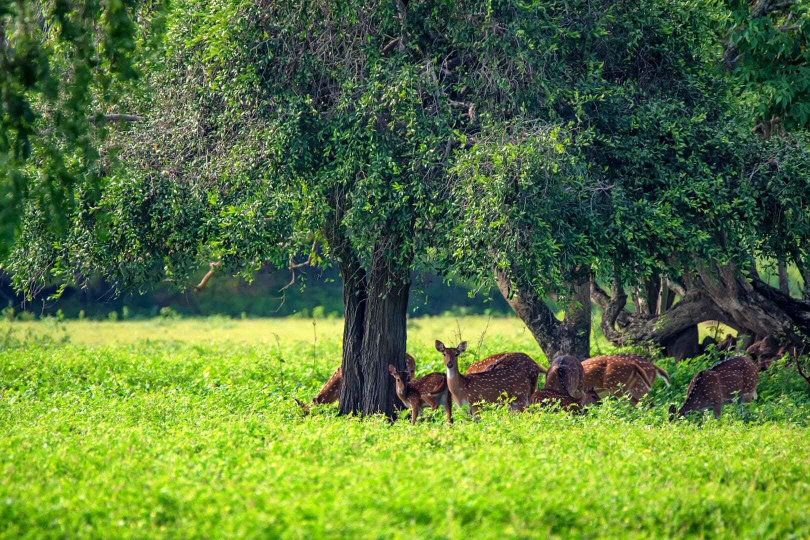 A group of deer rest in the shade under a large tree in a lush, green field. - Home Instead