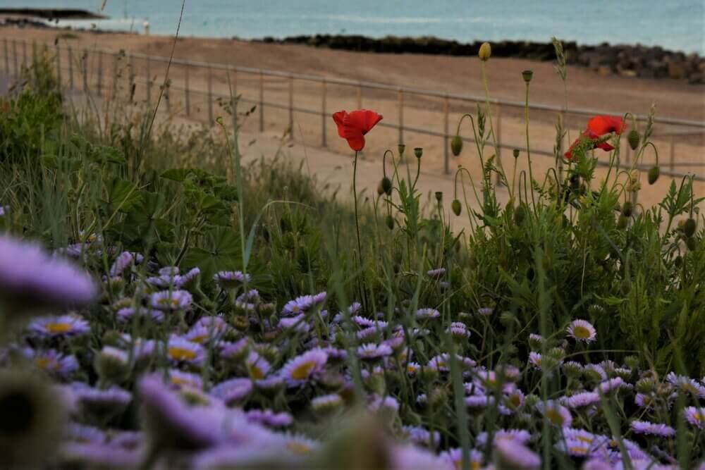 Purple and red wildflowers in grass with a sandy beach and ocean in the background. - Home Instead