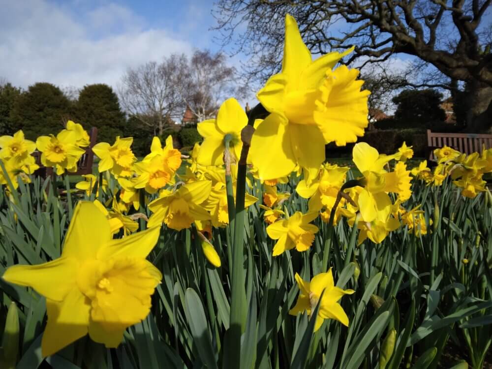 Close-up of yellow daffodils blooming in a field, with trees and a blue sky in the background. - Home Instead
