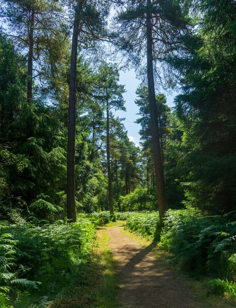 A dirt path through a lush, sunlit forest with tall trees and dense greenery on a clear day. - Home Instead