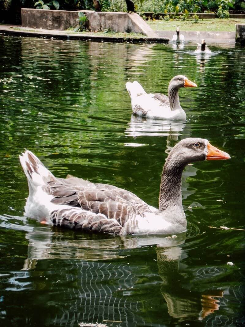 Two ducks with gray and white feathers, orange beaks swimming in a pond surrounded by greenery. - Home Instead