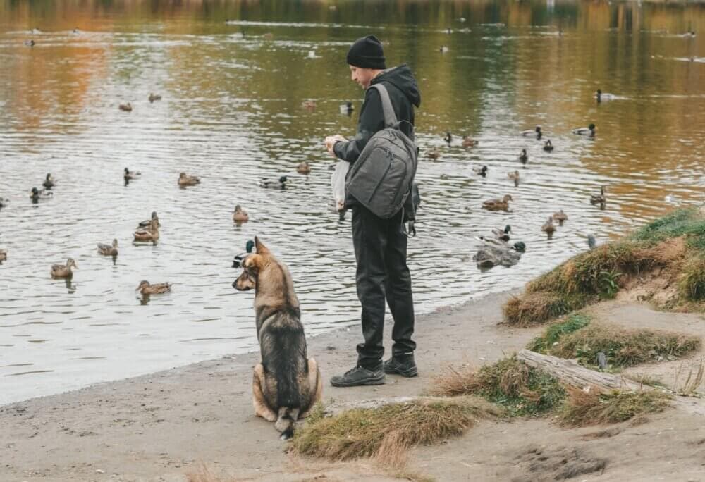 Person with a backpack and dog standing by a pond with several ducks swimming on a cloudy day. - Home Instead Bournemouth & Christchurch