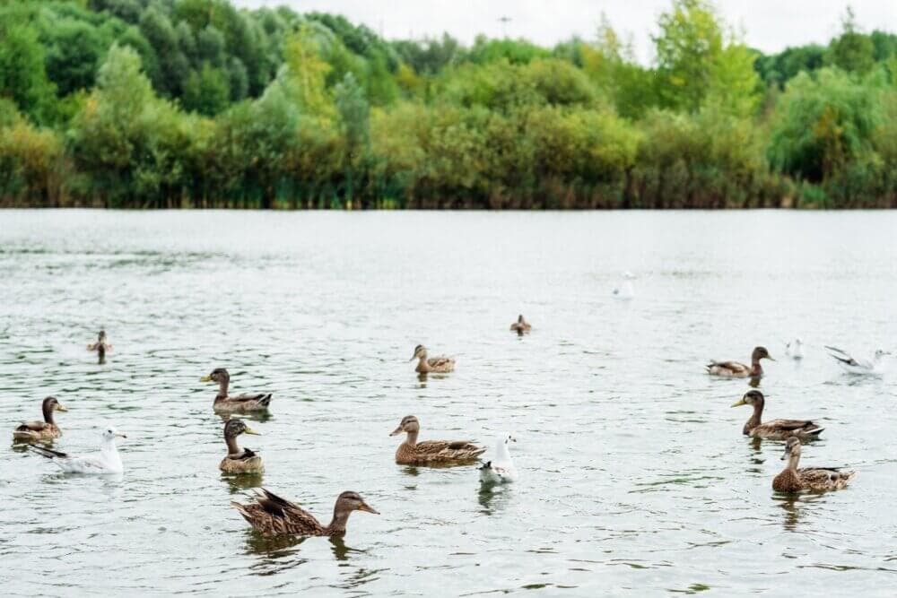 Ducks and gulls swimming in a lake with trees and greenery in the background on a cloudy day. - Home Instead Southampton