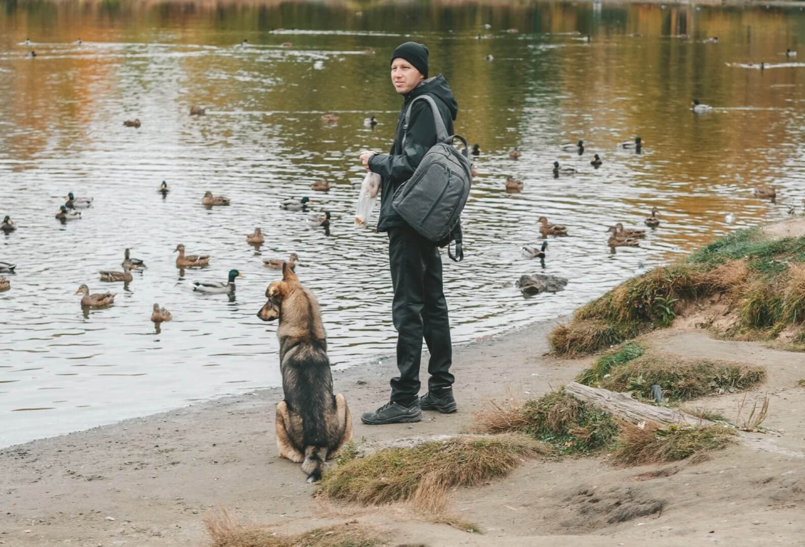 A person with a backpack and their dog stand by a lakeside, watching ducks and geese in the water. - Home Instead