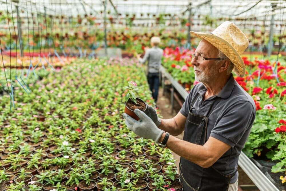 Elderly man wearing a straw hat and gloves, holding a plant in a greenhouse filled with flowers. - Home Instead