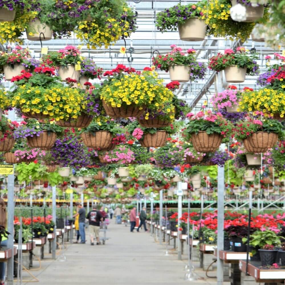 A greenhouse filled with colorful hanging flower baskets, with people walking and shopping among the plants. - Home Instead