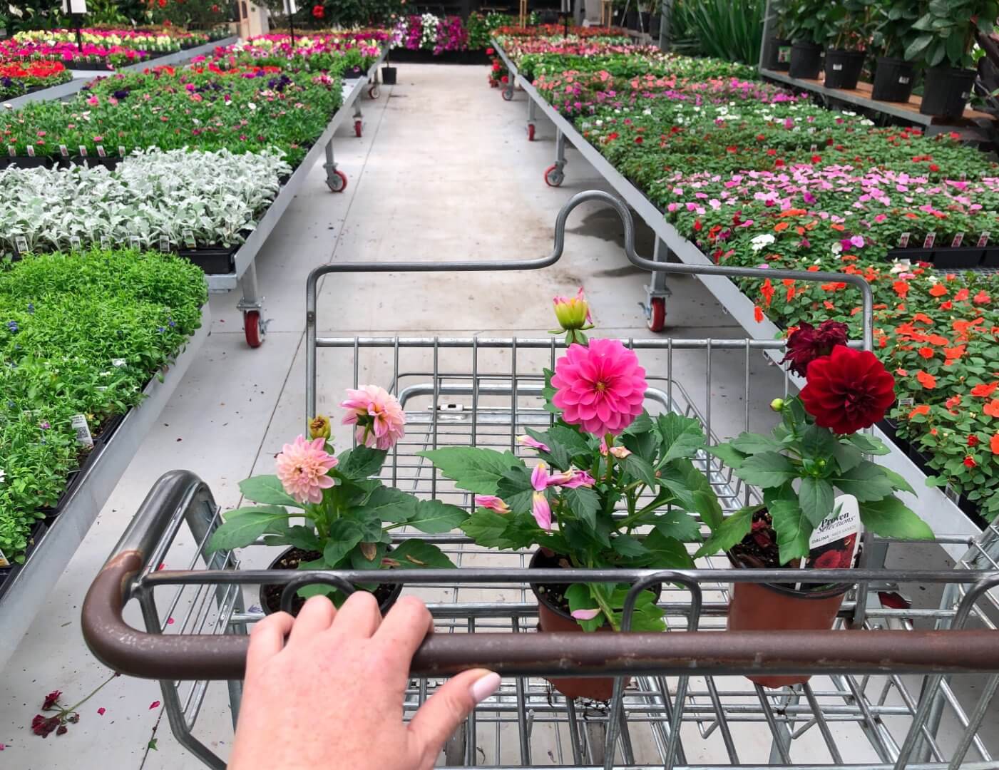 A person pushes a shopping cart with potted flowers down an aisle of a garden center filled with various plants. - Home Instead