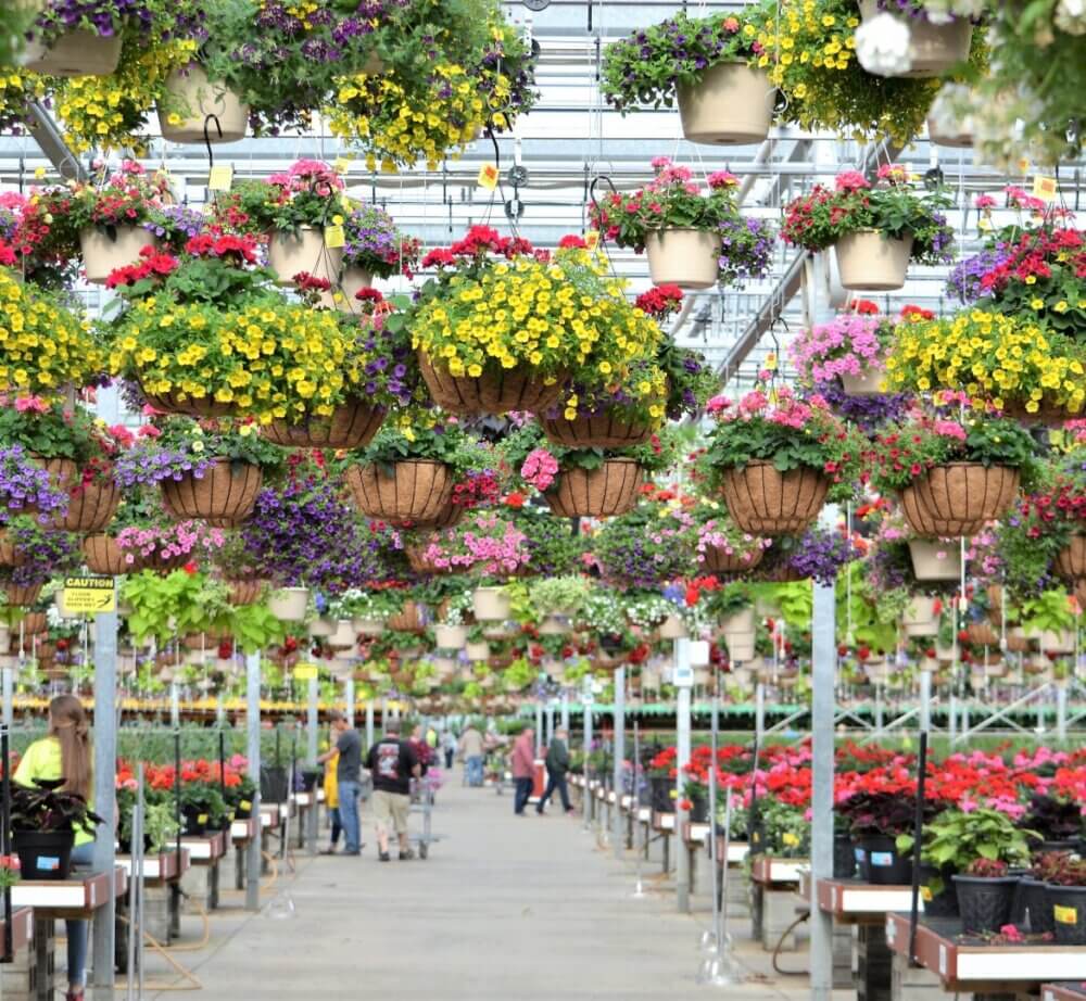 Greenhouse filled with vibrant hanging flower baskets and potted plants, with people shopping in the background. - Home Instead Bournemouth & Christchurch