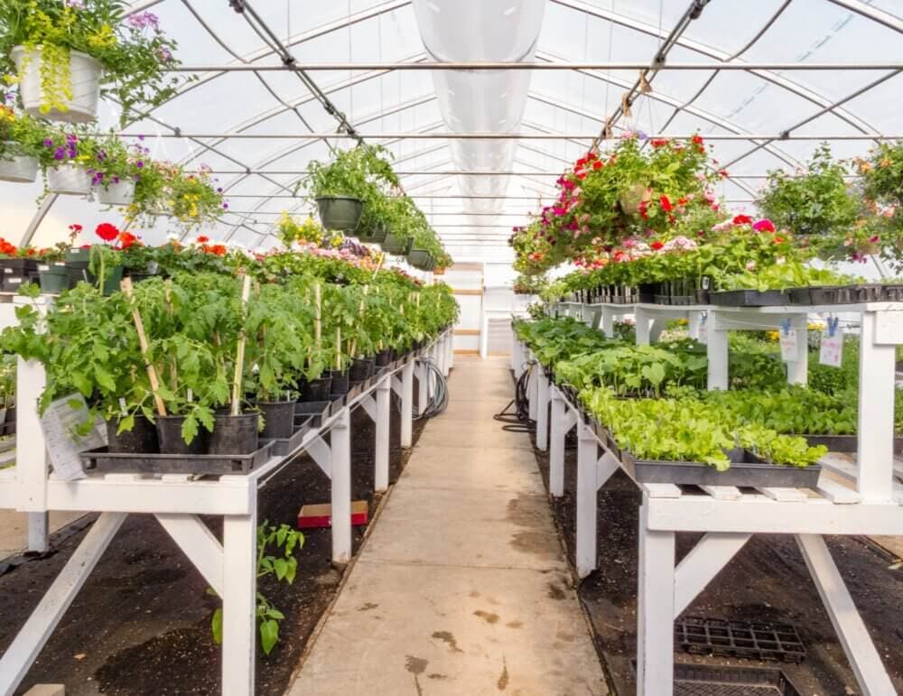 A greenhouse with rows of potted plants and hanging flower baskets on white shelves along a central walkway. - Home Instead