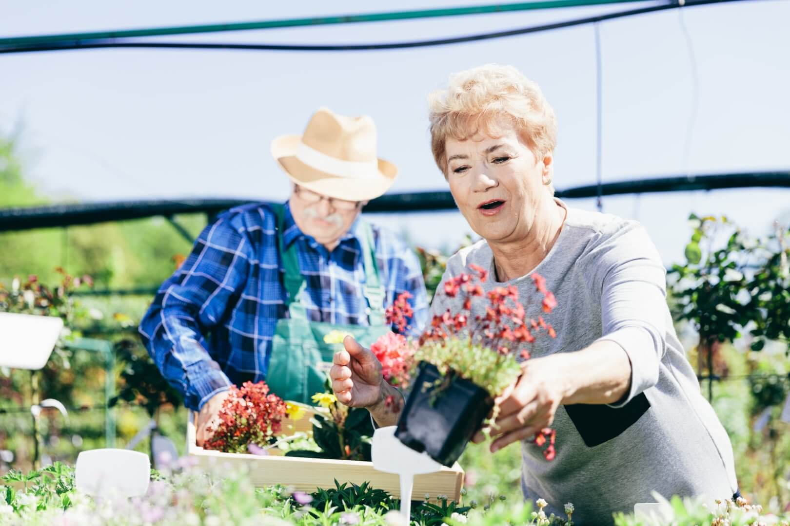 Two elderly people gardening, one holding a potted plant while the other arranges plants in a wooden tray. - Home Instead