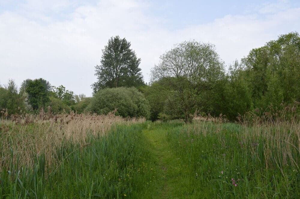 Pathway through tall grass leading to dense trees under a partly cloudy sky. - Home Instead