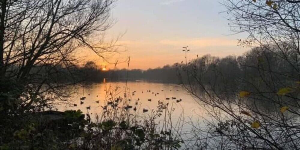 Peaceful lake at sunset with ducks swimming, surrounded by bare trees and bushes with a soft, colorful sky. - Home Instead