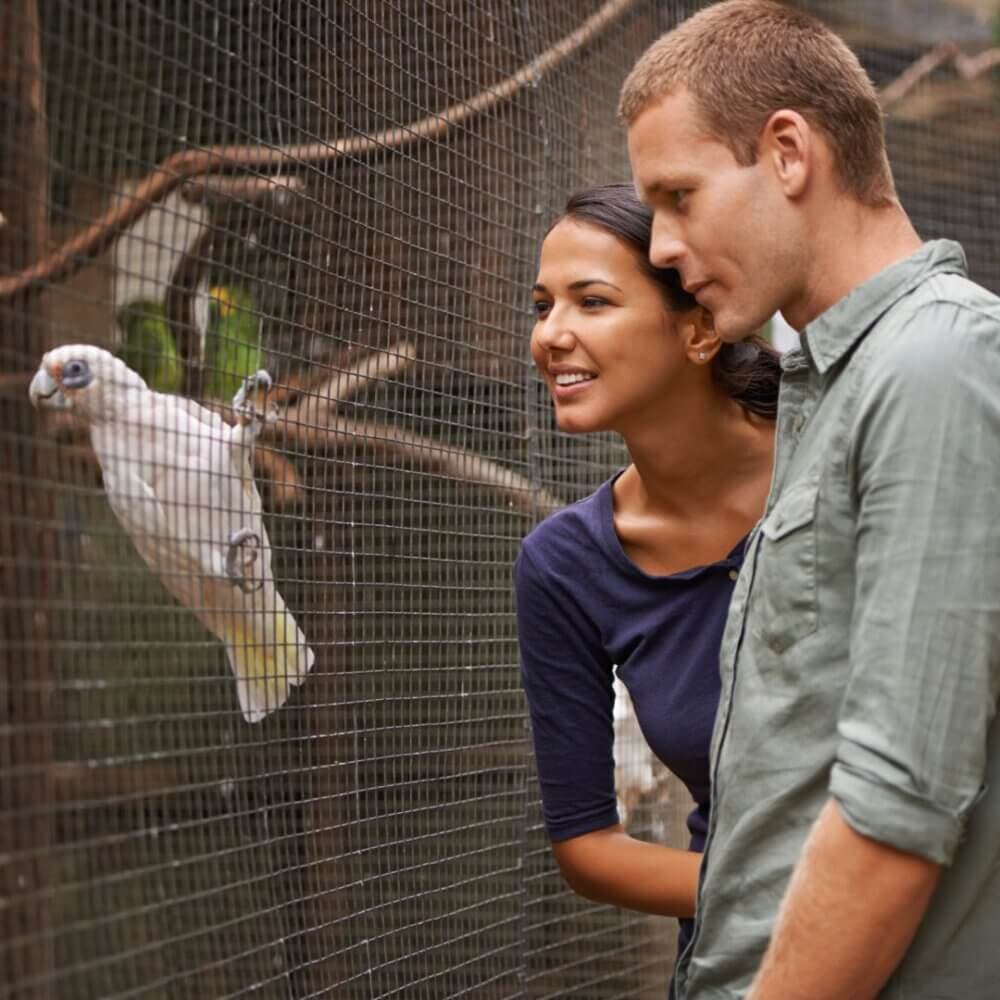 A smiling couple observes a white parrot in a cage at a zoo or aviary. - Home Instead