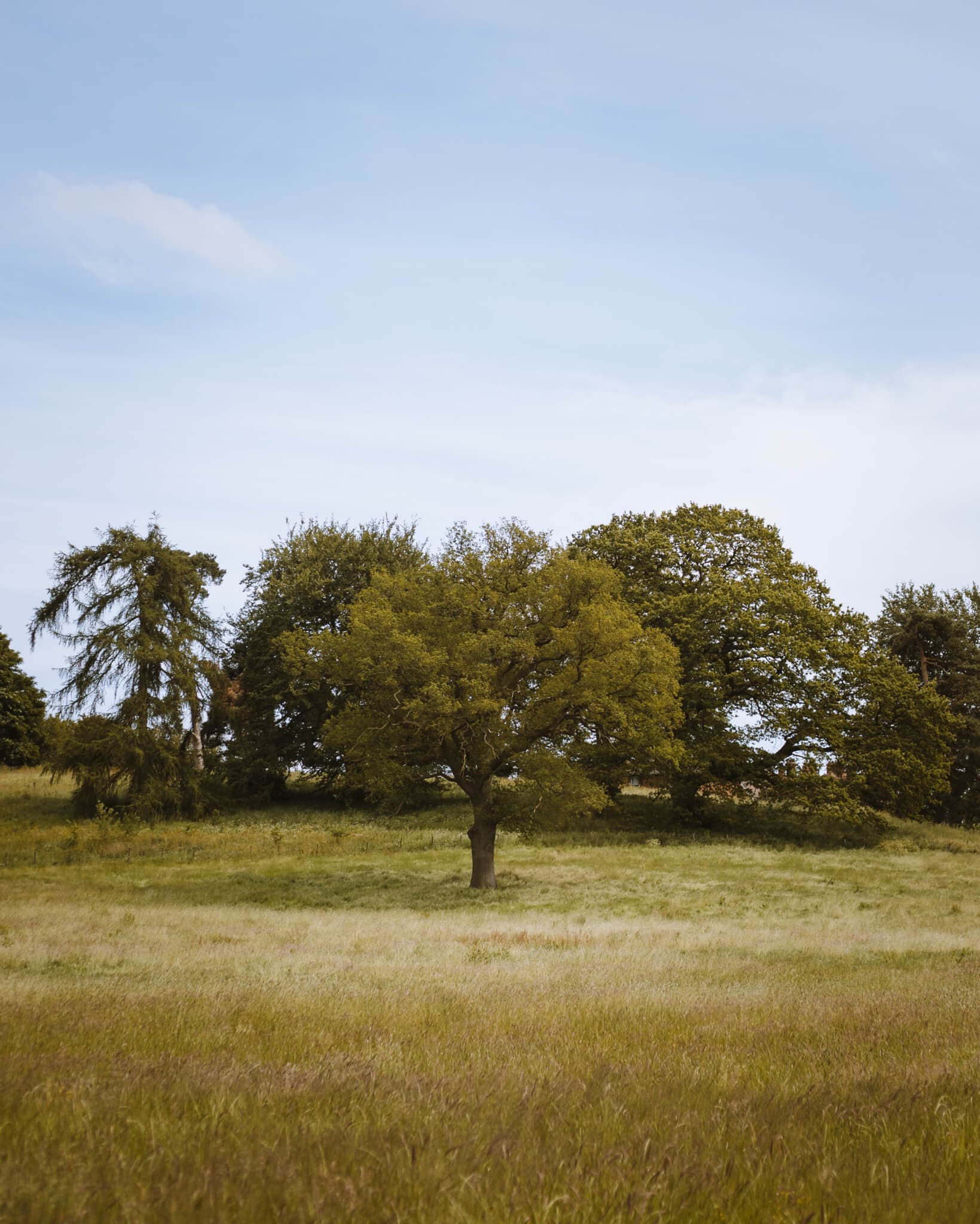 A single tree stands in a grassy field with a backdrop of more trees and a clear sky. - Home Instead