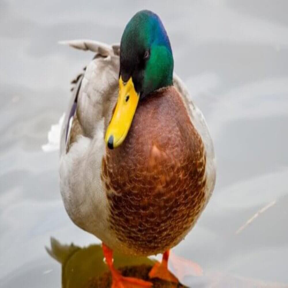 A mallard duck with vibrant feathers stands in shallow water, looking slightly to the side. - Home Instead