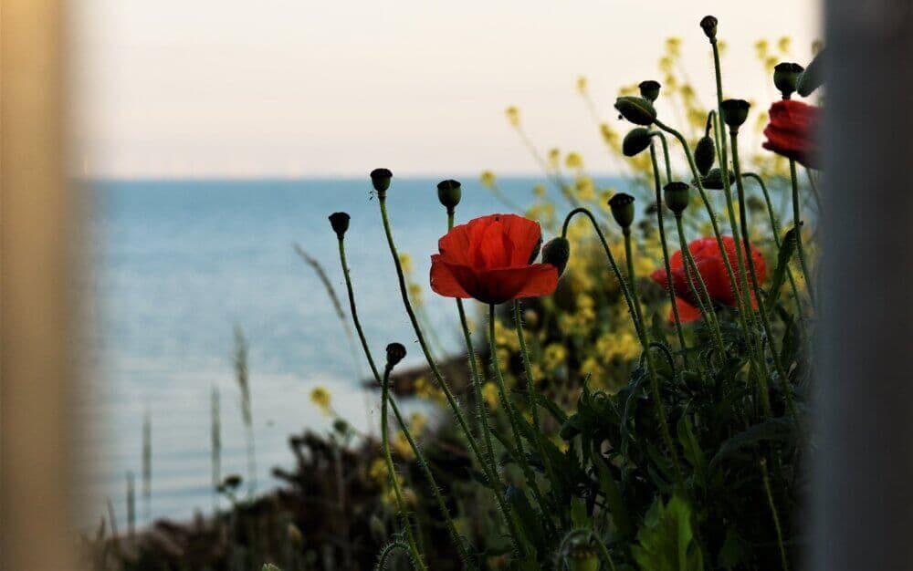 Red poppies and yellow wildflowers in focus with a blurred ocean background. - Home Instead