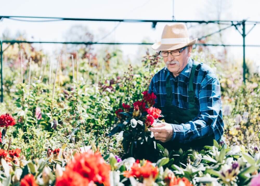 Elderly man in straw hat tends to red flowers in a garden on a sunny day. - Home Instead