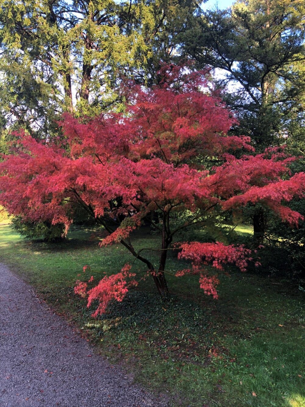 A vibrant tree with red leaves stands next to a gravel path, surrounded by lush green foliage. - Home Instead