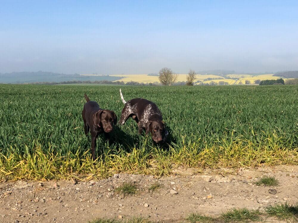 Two dogs stand on a path next to a lush green field with a scenic landscape in the background under a clear sky. - Home Instead